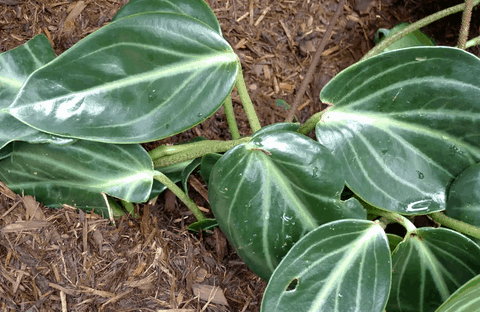 peperomia maculosa coriandre