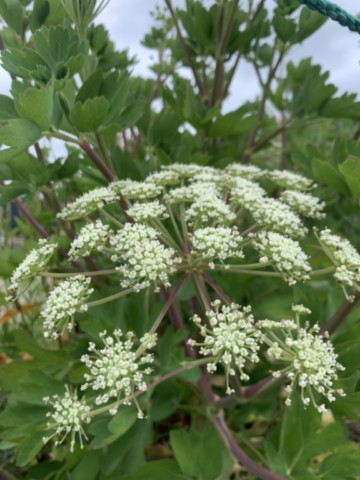 peucedanum-japonicum