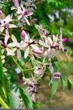 margousier-arbre-melia-fleurs