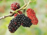 morus-rubra-fruits