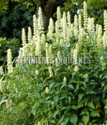 agastache-geante