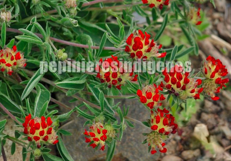 anthyllis-vulneraria