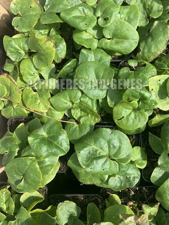 asaret asarum gingembre canada