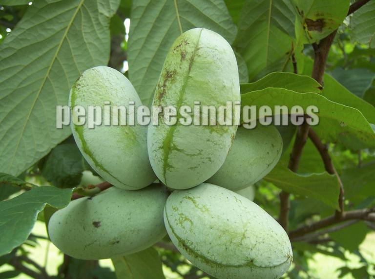 asiminier-fleurs-arbre