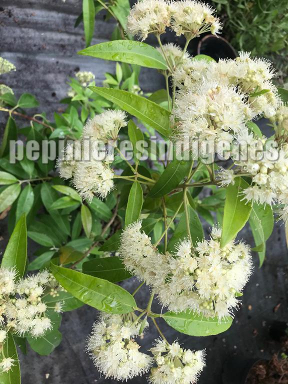 backhousia-citriodora