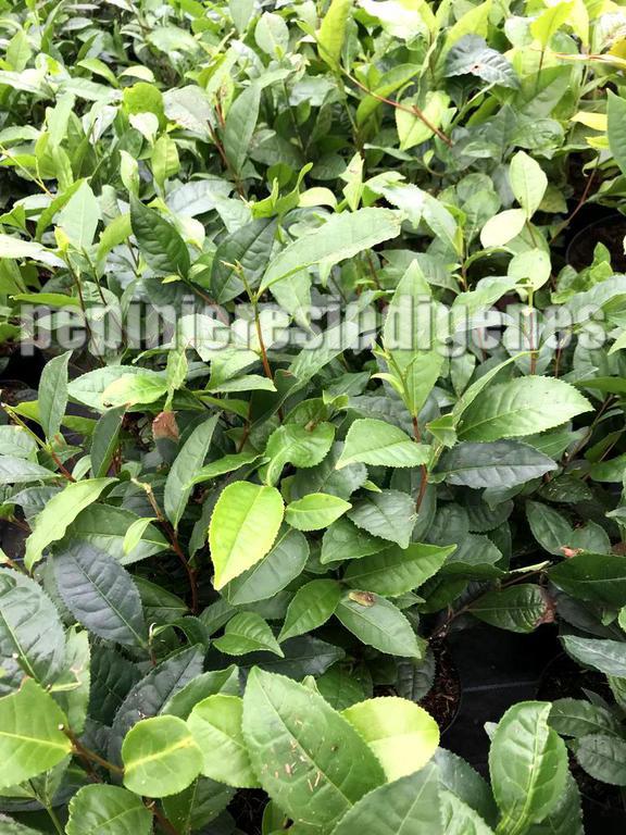 feuilles-thé-plante