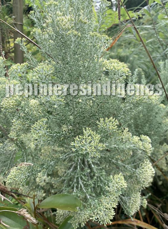 CASSINIA BUISSON SUCRE