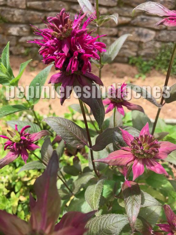 MONARDA-didyma-