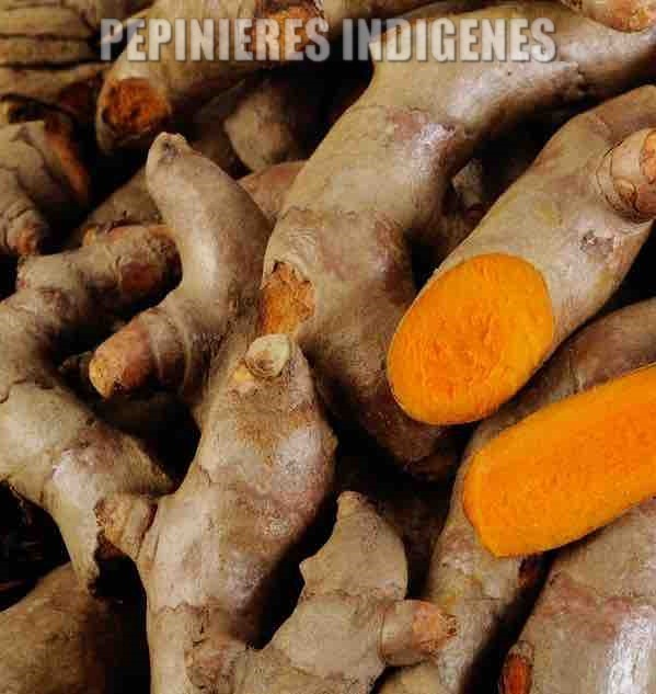 Curcuma