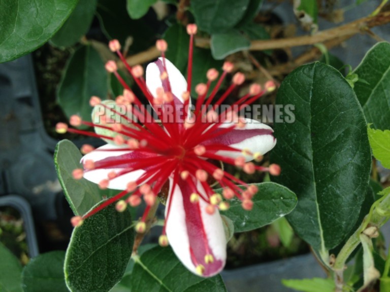 feijoa-sellowiana-goyavier-de-montevideo