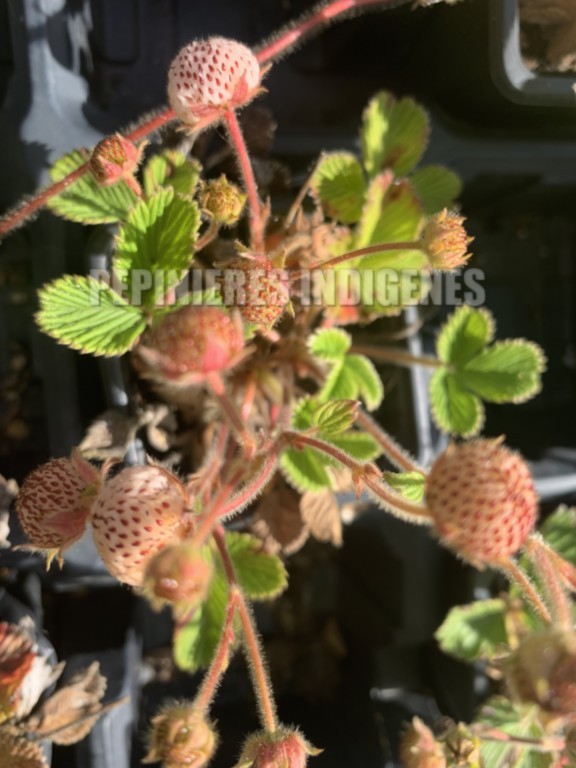 fraise blanche litchi