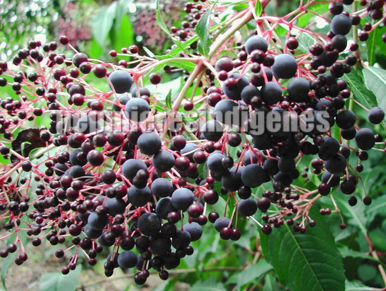 fleurs-fuchsia-arborea