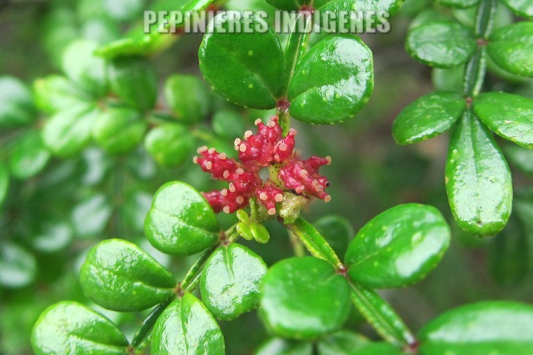 ZANTHOXYLUM BEECHEYANUM