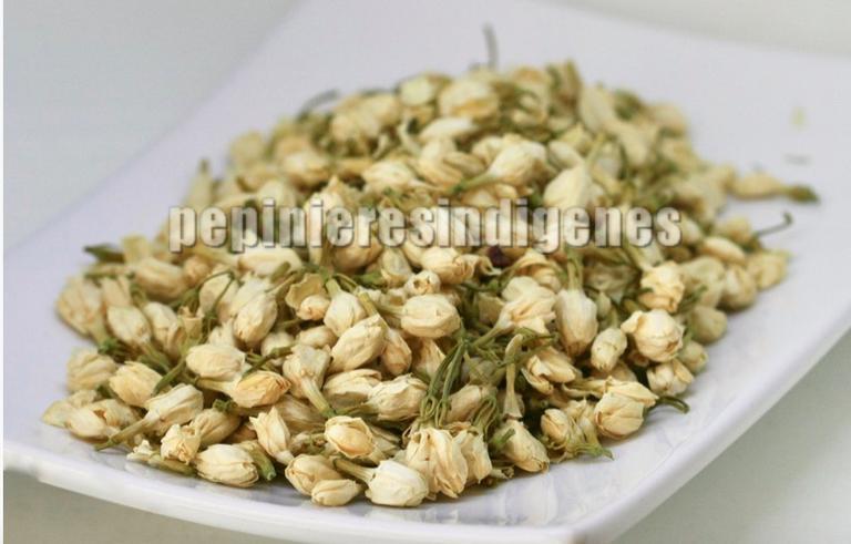 jasmin-the-fleurs-plante