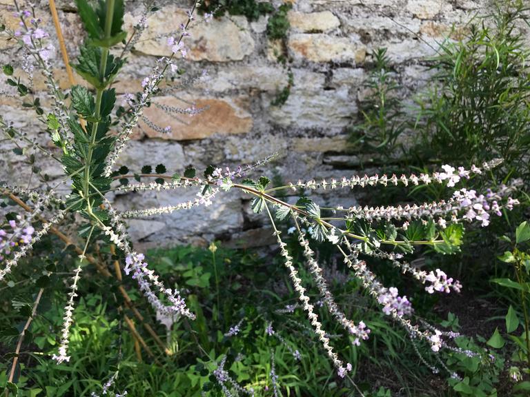 lippia-chamaedrypholia-aloysia-verveine-argentine