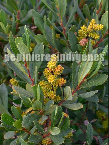 myrica-gale-baumier-male-epice