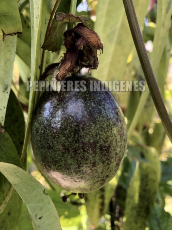 passiflore colville fruits