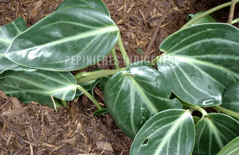 peperomia maculosa coriandre