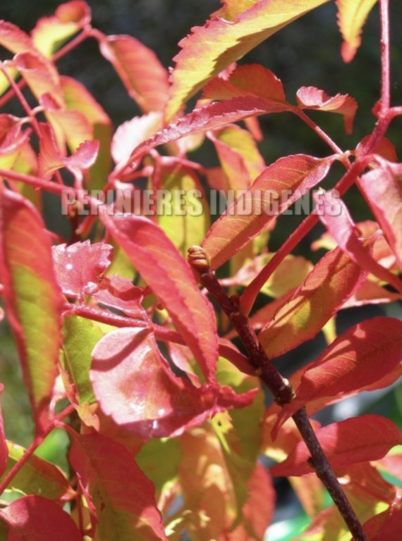 picrasma feuilles automne