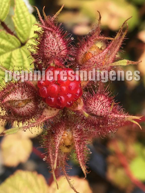 mure-raison-japonais-fruits