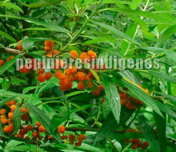 debreaseasia-edulis-fruits-acheter