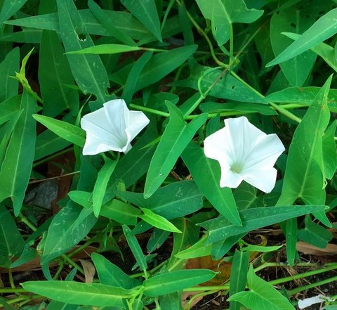 fleur-kangpong