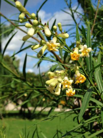 freylinia-lanceolata-fleurs-acheter