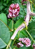 fleurs-apios-glycine-tubereuse