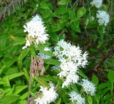 ledon groenlandicum
