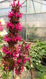 fleurs sauge colibri